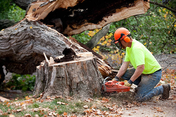 Best Firewood Processing and Delivery  in Kincheloe, MI